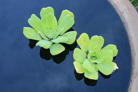 Floating Plants for Water Gardens and Ponds (Water Lettuce)