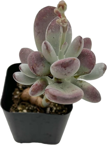 Sprout N Green Cotyledon Orbiculata cv., Rare Live Succulent Plant Fully Rooted in 2" Planter with Soil, Home Office Indoor Outdoor Wedding Decoration DIY Projects Party Favor