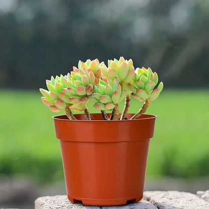 4-inch Succulent Sedeveria Markus, Live Succulents Plants Fully Rooted in Pots with Soil, Easy-Care House Plants for DIY, Home Office Decoration
