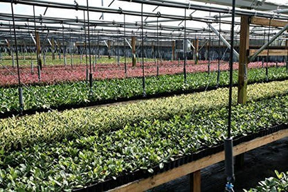 Ligustrum Waxleaf Privet - 20 Live Plants 2" Pot Size - Evergreen Privacy Hedge