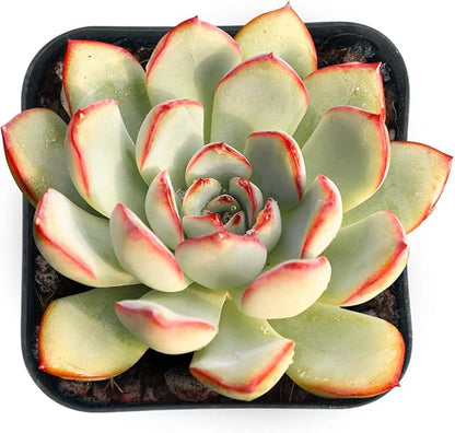 Sprout N Green Echeveria Pulidonis, Mini Live Succulent Fully Rooted in 2 inch Starter Pot with Soil Mix, House Plant for Indoor Outdoor Home Office Wedding Decoration Party Favor