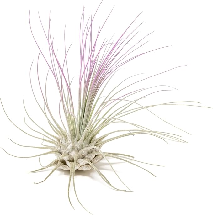 Lavender Colorful Tillandsia Air Plants - Long Lasting Color Enhanced Live Tillandsia Succulent House Plants - Home and Garden Decor - Easy Care Indoor and Outdoor Plants