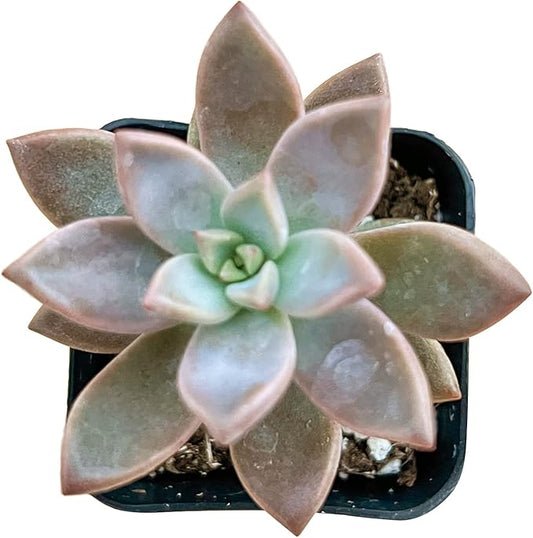 Sprout N Green Golden Sedum | Sedum adolphi, Mini Live Succulent Fully Rooted in 2 inch Starter Pot with Soil Mix, House Plant for Home Office Wedding Decor Party Favor
