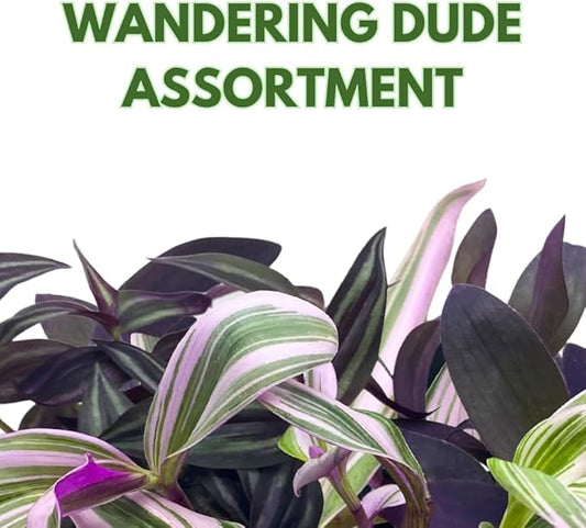 Wandering Dude Assortment, Tradescantia Variety, 2 inch, Set of 3 Tiny Mini Pixie Plant