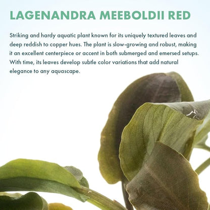 SubstrateSource Live Plants – Lagenandra Meeboldii Red (Lagenandra meeboldii) – Moderate Light, Red to Bronze Accent Freshwater Aquatic Plant, Midground Placement for Aquascaping – Pot, 5 Pack