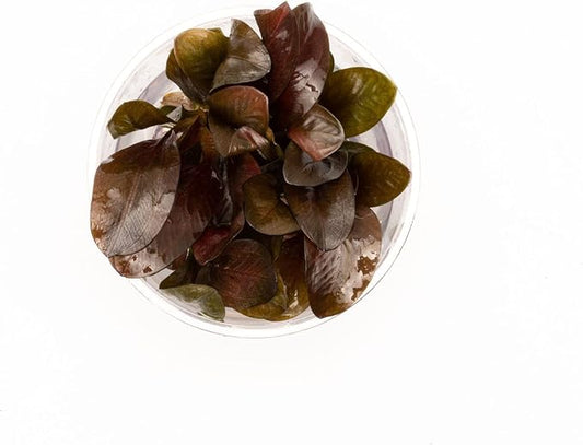 Ultum Nature Systems Echinodorus Reni Sword Tissue Culture Live Plant for Aquarium, Freshwater Fish Tank, Aquascaping - 100% Snail Free in Vitro