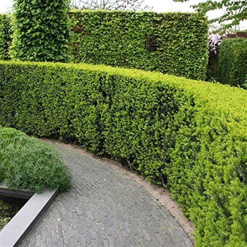 Podocarpus Japanese Yew | 10 Live 4 Inch Plants | Podocarpus Macrophyllus | Evergreen Shrub, Low Maintenance, Drought Tolerant, Privacy Screen Landscaping, Fast Growing, Ornamental Foliage