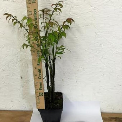 Burning Bush Shrub, Dwarf Burning Bush Live Plant in 4 Inch Pot, Red Shrub No Shipping to N.Y. CA, or MA, ME, VT, NH, NY
