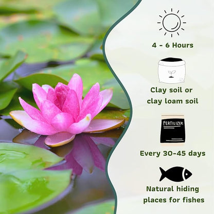 Mainam Mixed Colorful Hardy Water Lily Tuber Live Aquarium Plant for Freshwater Fish Pond Balcony Buy 2 GET Fertilizer Free (Red Nymphaea Perry's Fire Opal)