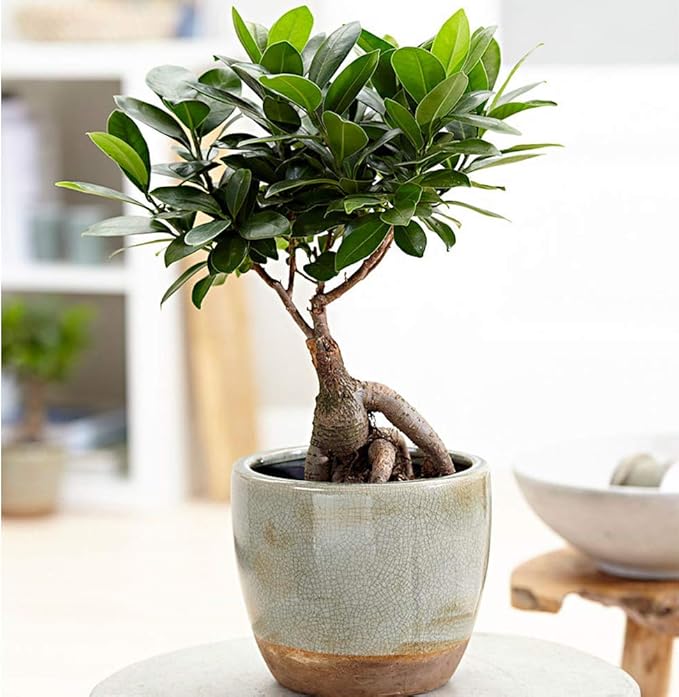 American Plant Exchange Ficus Ginseng Microcarpa – 6-Inch with Pot – Live Easy Care Bonsai Tree, Air Purifying Indoor Plant for Home, Office, or Zen Décor