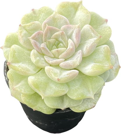Sprout N Green Echeveria Crystal Amber, 1 Live Succulent Plant Fully Rooted in 2" Pot, House Plant for Indoor Outdoor Home Office Wedding Decoration DIY Project Party Favor
