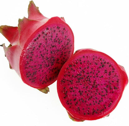 Dragon Fruit Live Plant- Selenicereus megalanthus - Wellspring Gardens Starter Plant (American Beauty Red Dragon Fruit)