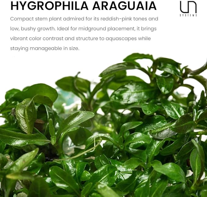 Ultum Nature Systems Live Tissue Culture - Hygrophila 'Araguaia' (Hygrophila lancea) - Moderate - High Light - Reddish-Brown Accent - Midground - 100% Snail Free Grown in-Vitro - Regular Cup
