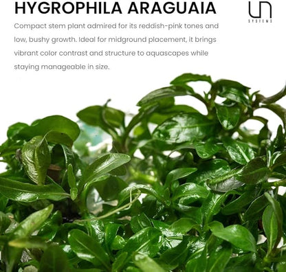 Ultum Nature Systems Live Tissue Culture - Hygrophila 'Araguaia' (Hygrophila lancea) - Moderate - High Light - Reddish-Brown Accent - Midground - 100% Snail Free Grown in-Vitro - Regular Cup