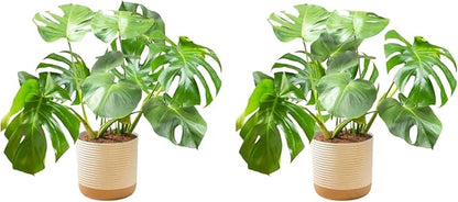 Costa Farms Monstera, Swiss Cheese Plant Live Plants in Decorative Pot,Large Indoor Houseplant, Perfect for Home, Room, or Office Decor, Great House Warming or Birthday Gift, 2-3 Feet Tall, Pack of 2