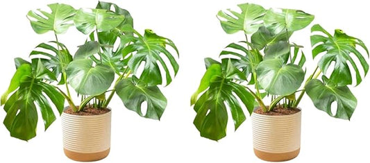 Costa Farms Monstera, Swiss Cheese Plant Live Plants in Decorative Pot,Large Indoor Houseplant, Perfect for Home, Room, or Office Decor, Great House Warming or Birthday Gift, 2-3 Feet Tall, Pack of 2