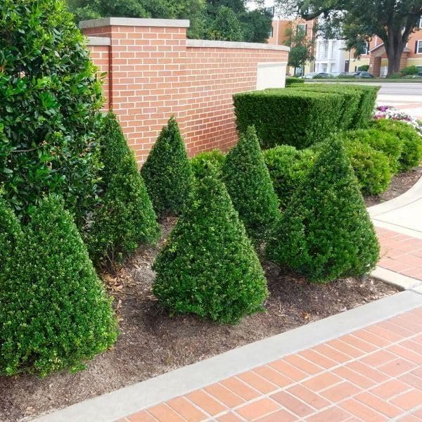 Steeds Holly I 3 Live Plants I Upright Ilex Crenata | Upright Evergreen Shrub for Privacy Screens, Hedges, and Ornamental Landscaping