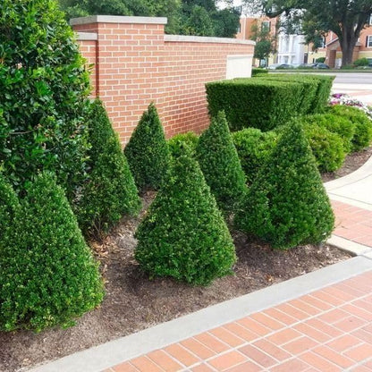 Steeds Holly I 30 Live Plants I Upright Ilex Crenata | Upright Evergreen Shrub for Privacy Screens, Hedges, and Ornamental Landscaping