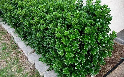 Burfordi Holly | 40 Live Plants | Ilex Cornuta | Fast Growing Evergreen Shrubs, Privacy Hedge Plants, Dark Green Foliage, Low Maintenance Landscaping, Ideal for Hedges and Borders
