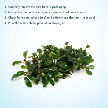 SubstrateSource Live Plants – Hades (Bucephalandra sp.) – Low to Medium Light, Dark Green with Blue Iridescence Color Aquatic Plant, Foreground to Midground, Rhizome Growth - Loose, 1 Pack