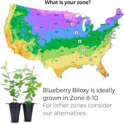 Pink Lemonade Blueberry (Biloxi)