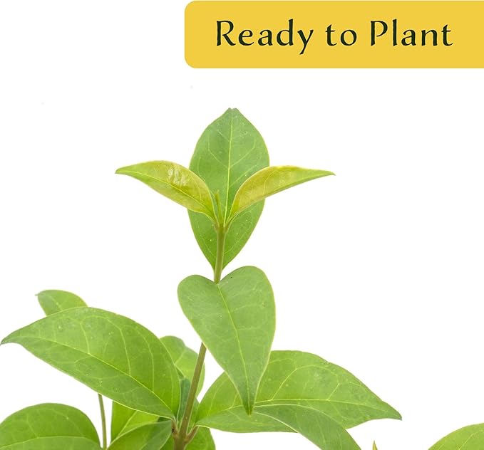 12 Japanese Privet in 2.5" Nursery Cubes | Ligustrum japonicum | Evergreen Shrub for Hedges, Screens & Borders | Ready-to-Plant & Easy-to-Grow Outdoor Live Starter Plants