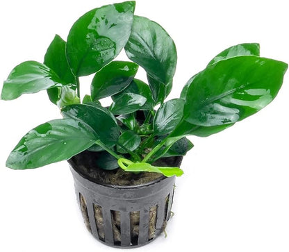 SubstrateSource Anubias Live Aquarium Plants - Potted Freshwater Plant for Fish Tanks, Terrariums - Beginner Friendly Low Light (Barteri, 3 Pots)