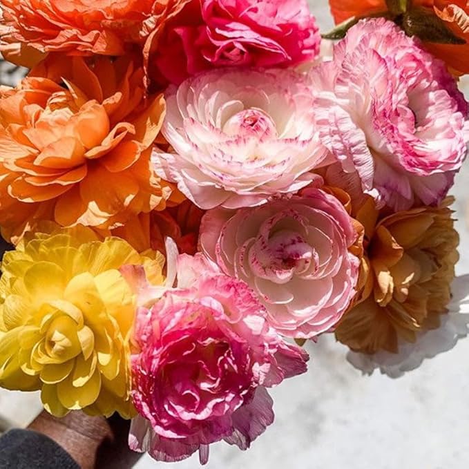 Eden Brothers Ranunculus Bulbs - Happy Mix