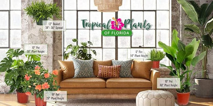 Foxtail Fern Plant - Live Asparagus Fern - 3 Gallon Pot - Overall Height 20" to 24" - Tropical Plants of Florida (Plant Only)