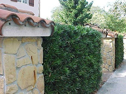 Podocarpus Japanese Yew | 1 Large Gallon Size Plant | Podocarpus Macrophyllus | Evergreen Shrub, Low Maintenance, Drought Tolerant, Privacy Screen Landscaping, Fast Growing, Ornamental Foliage