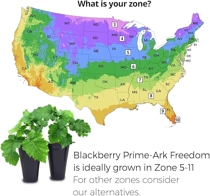 BlackBerry Plant Freedom-Ark (4 Pack) | Live Fruit Plant for Planting | Thornless & High-Yielding Variety | Large, Sweet & Juicy Berries | Perfect for Fresh Eating & Organic Gardens | Easy to Grow