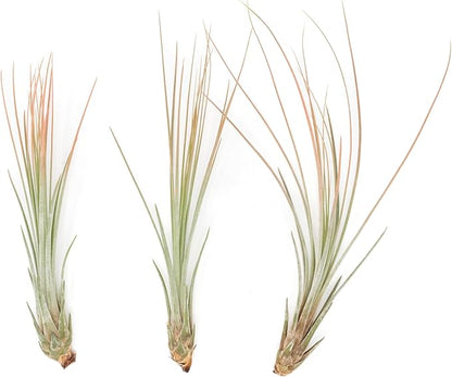 Coral Colorful Tillandsia Air Plants - Long Lasting Color Enhanced Live Tillandsia Succulent House Plants - Home and Garden Decor - Easy Care Indoor/Outdoor Plants (Juncea, Pack of 3)