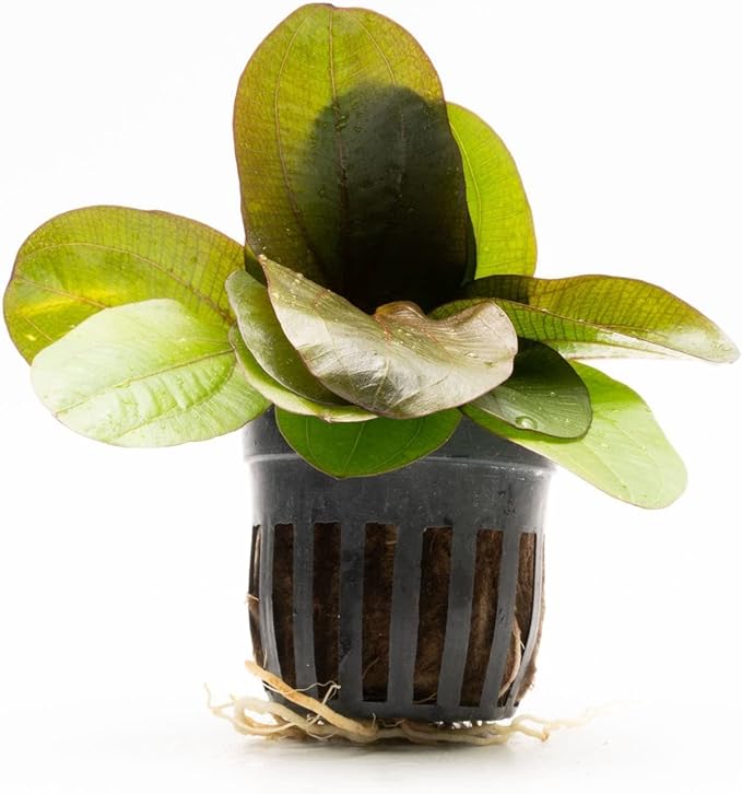SubstrateSource Echinodorus Reni Sword Live Plant for Freshwater Aquariums, Natural Fish Tank Decorations, and Aquatic Decor (1 Pot (2-3 Plants))
