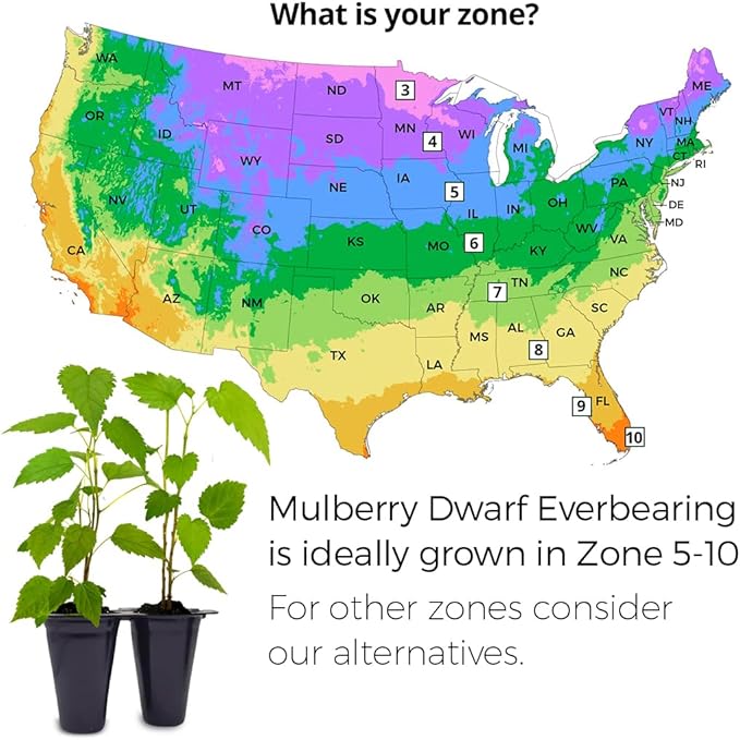Mulberry Dwarf Everbearing Plant (4 Pack) | Real Live Fruit Plants for Sale| Easy to Grow Live Plants for Organic Gardens | Ideal for Home Gardens, Organic Landscaping, and Indoor or Outdoor Planting.