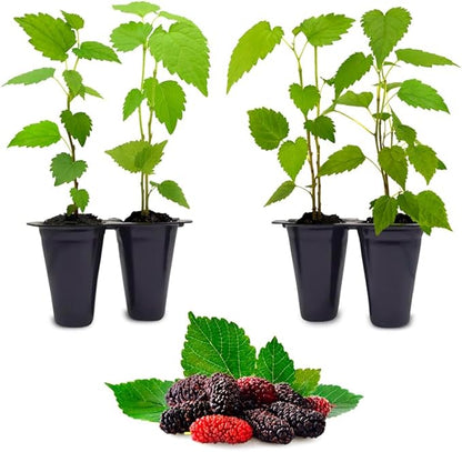 Mulberry Dwarf Everbearing Plant (4 Pack) | Real Live Fruit Plants for Sale| Easy to Grow Live Plants for Organic Gardens | Ideal for Home Gardens, Organic Landscaping, and Indoor or Outdoor Planting.