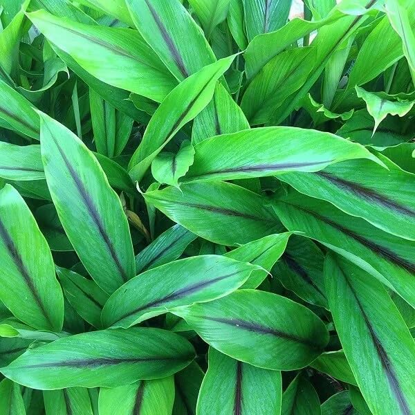 Premium Live Black Turmeric (Curcuma caesia) Plants - Rare Herbal Medicinal Plant, Perfect for Home Gardens (4 Black Turmeric Bags)