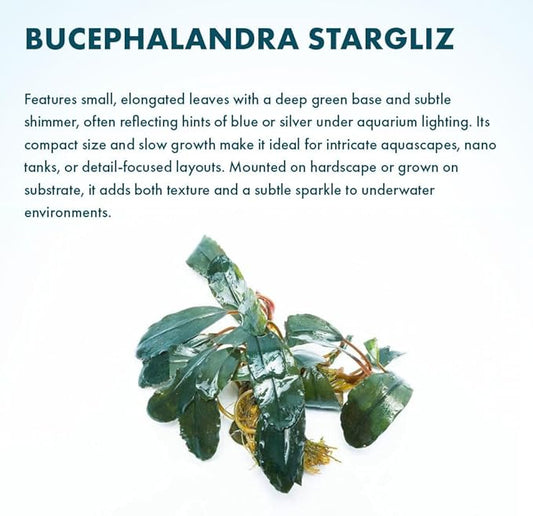 SubstrateSource Live Plants - Starglitz Buce (Bucephalandra sp.) - Low to Medium Light, Dark Green Iridescent Accent Aquatic Rhizome Plant, Foreground to Midground Placement - Loose Plant, 1 Pack