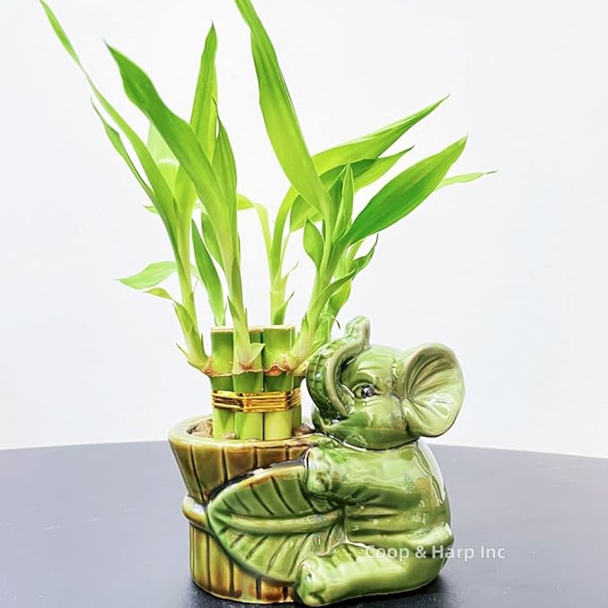 6-Stalk of 4" Small Lucky Bamboo Live Indoor Plant with Ceramic Vase, Live Indoor Lucky Bamboo for Home, Office and Gift (Elephant A)