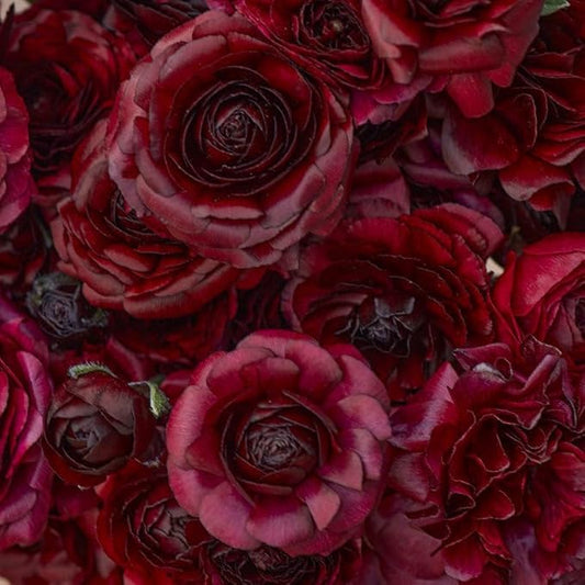Eden Brothers Ranunculus Bulbs - Black