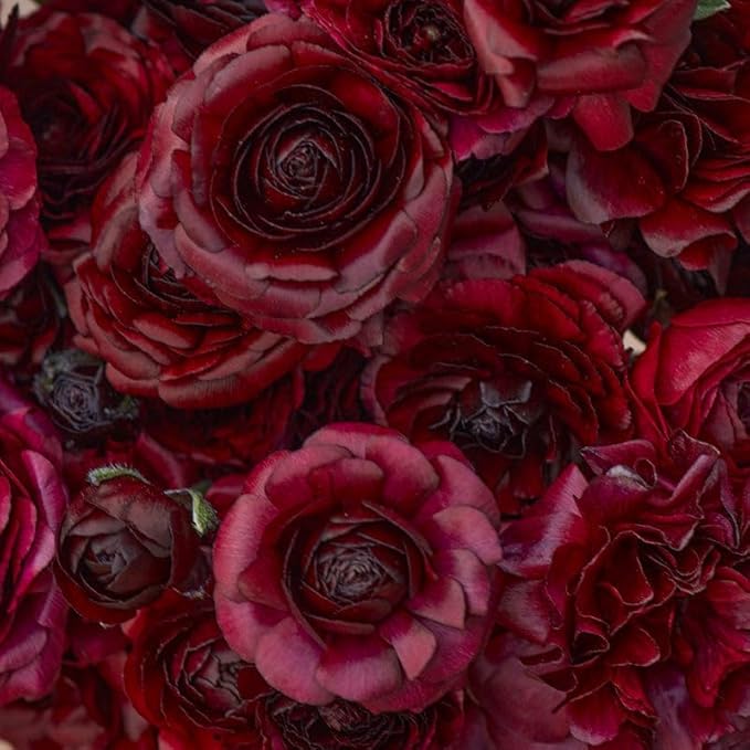 Ranunculus Bulbs - Black - 20 Bulbs - Black Flower Bulbs, Corm Attracts Bees, Attracts Pollinators, Easy to Maintain & Grow, Fragrant, Container Garden