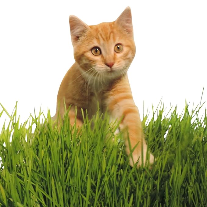 Non-GMO, Thunder Acres Premium Wheat Seed, Cat Grass Seed, Wheatgrass, Hard Red Winter Wheat (2 lbs.)