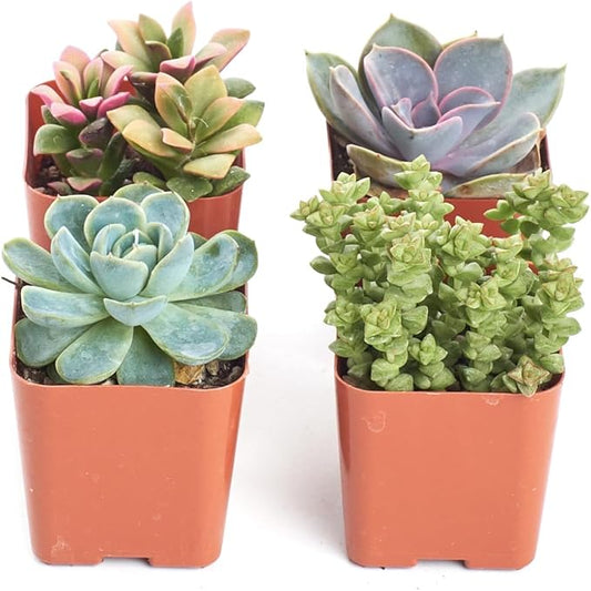 Shop Succulents Pastel Succulent Plant Pack Collection - Live Mini Succulent Plants, Low Maintenance, Bright & Serene Colors & Textures - Wedding and Party Favors, Gift & Garden, Pack of 4