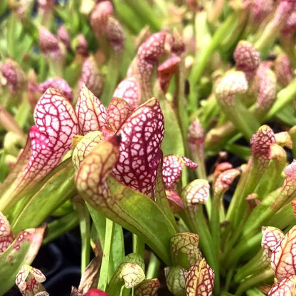 Scarlet Belle Carnivorous Pitcher Plant - Sarracenia - Live Plant - Wellspring Gardens Starter Plant Aquatic Plant