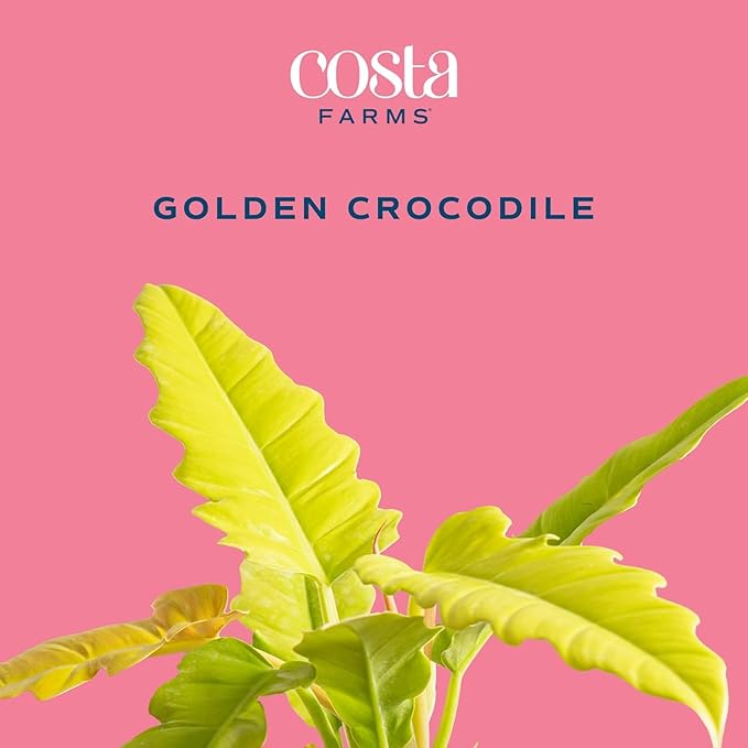 Costa Farms Philodendron Golden Crocodile, Rare Unique Live Indoor Plant in 6-Inch Self-Watering Houseplant Pot, Potting Soil, Trending Tropicals Collection, Room and Home Decor