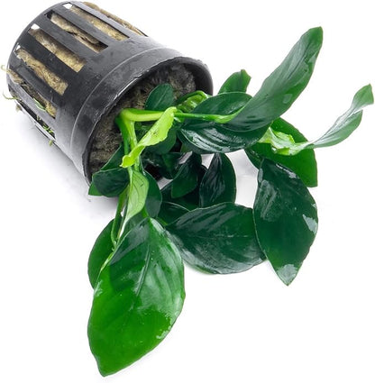 SubstrateSource Anubias Live Aquarium Plants - Potted Freshwater Plant for Fish Tanks, Terrariums - Beginner Friendly Low Light (Barteri, 3 Pots)