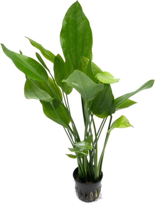 SubstrateSource Echinodorus Grandifolius Sword Live Plant for Freshwater Aquariums, Natural Fish Tank Decorations, and Aquatic Decor (1 Pot (2-3 Plants))