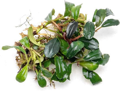 SubstrateSource Bucephalandra Brownie Blue Live Aquarium Plant - Natural Freshwater Fish Tank Decorations and Aquatic Decor (Plant (10-15 Leaves))