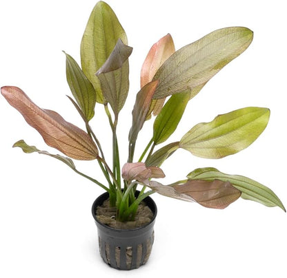 SubstrateSource Echinodorus Rose Sword Live Plant for Freshwater Aquariums, Natural Fish Tank Decorations, and Aquatic Decor (1 Pot (2-3 Plants))