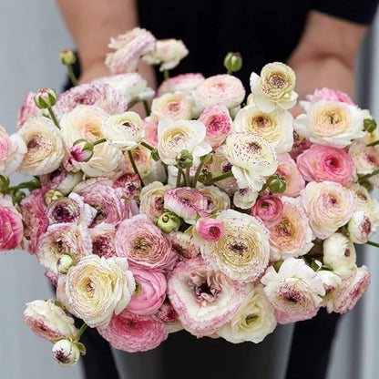 Eden Brothers Ranunculus Bulbs - White Picotee