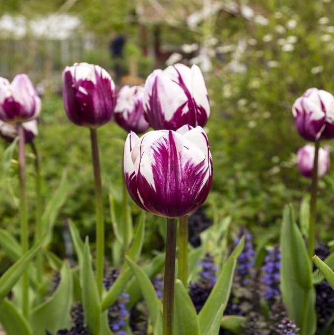 Blueberry Swirl Tulip Flowers - 20 Bulbs | Vibrant Purple & White Perennial Blooms | Dramatic Spring Tulips for Garden & Cut Flowers | Pollinator Friendly | USDA Zones 3–8